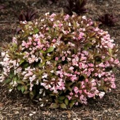 AFTERGLOW™ WEIGELA -Greenscape Shop DETA2 5195
