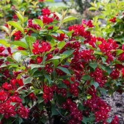 MAROON SWOON™ WEIGELA 7 MAROON SWOON™ WEIGELA -Greenscape Shop DETA2 5198