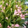 PEACH KISSES™ WEIGELA 1 PEACH KISSES™ WEIGELA -Greenscape Shop DETA2 5199
