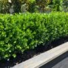 NEWGEN® FREEDOM™ BOXWOOD -Greenscape Shop DETA2 5224