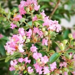 GREATMYRTLE™ COTTON CANDY CRAPEMYRTLE -Greenscape Shop DETA2 5238