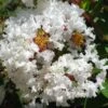 GREATMYRTLE™ FRENCH VANILLA CRAPEMYRTLE -Greenscape Shop DETA2 5239