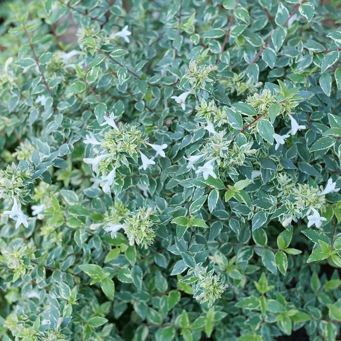 MUCHO GUSTO™ ABELIA 5 MUCHO GUSTO™ ABELIA - Image 3