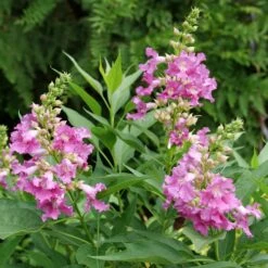 EL NIÑO™ CHITALPA -Greenscape Shop DETA2 5268