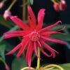 STAR FLOWER SCORPIO™ ILLICIUM -Greenscape Shop DETA2 5274