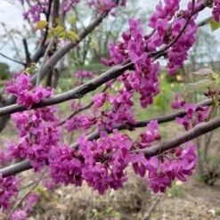 LUSCIOUS LAVENDER™ REDBUD -Greenscape Shop DETA2 5286