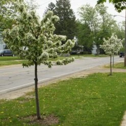 SWEET SUGAR TYME® CRABAPPLE -Greenscape Shop DETA2 5288