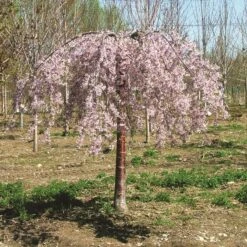 PINK SNOW SHOWERS™ WEEPING CHERRY -Greenscape Shop DETA2 5289