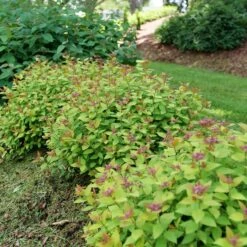 DOUBLE PLAY® DOLLY™ SPIRAEA 13 DOUBLE PLAY® DOLLY™ SPIRAEA -Greenscape Shop DETA2 5303