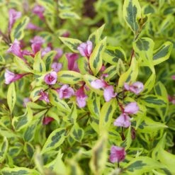 BUBBLY WINE™ WEIGELA -Greenscape Shop DETA2 5306
