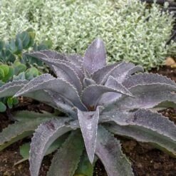 MAD ABOUT MANGAVE® MAYAN QUEEN MANGAVE 7 MAD ABOUT MANGAVE® MAYAN QUEEN MANGAVE -Greenscape Shop DETA2 5328