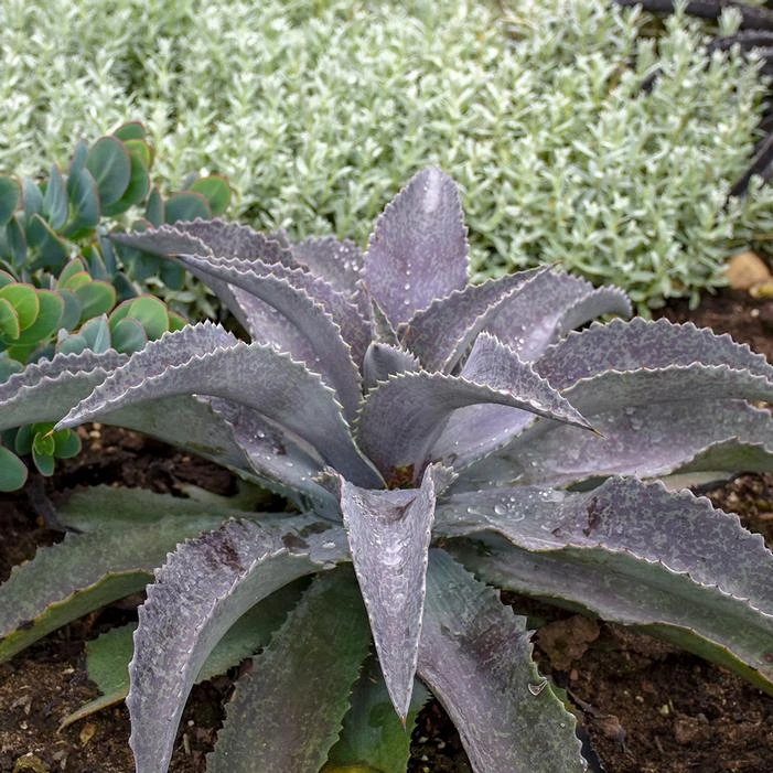 MAD ABOUT MANGAVE® MAYAN QUEEN MANGAVE 5 MAD ABOUT MANGAVE® MAYAN QUEEN MANGAVE - Image 3