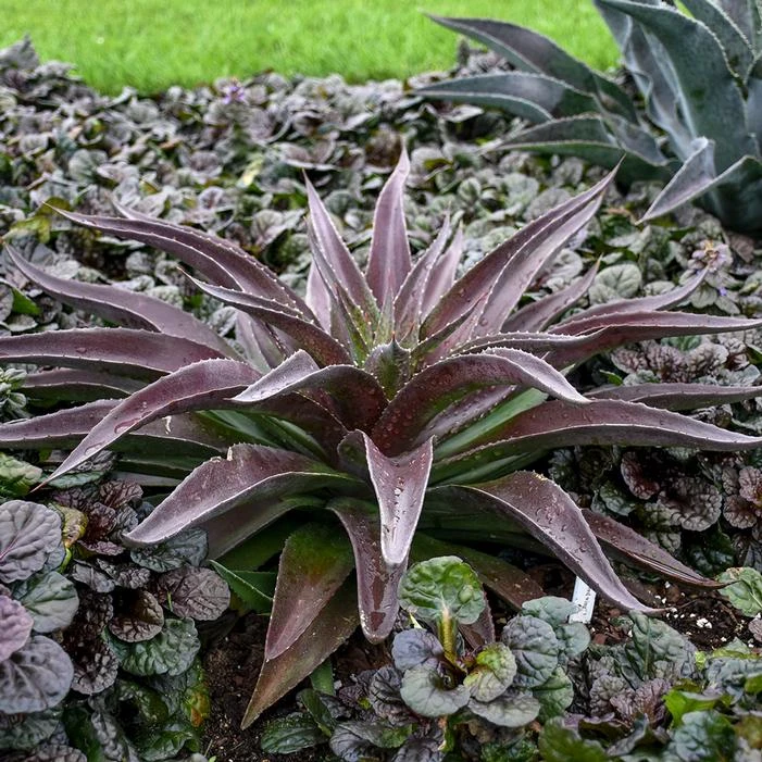 MAD ABOUT MANGAVE® RED WING MANGAVE 3 MAD ABOUT MANGAVE® RED WING MANGAVE