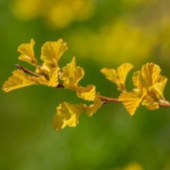 LUCKY DEVILĀ® NINEBARK