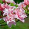 ELECTRIC LIGHTS™ DOUBLE PINK DECIDUOUS AZALEA -Greenscape Shop DETA2 5357