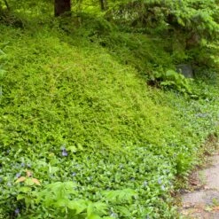 CRISPA LACE SHRUB -Greenscape Shop DETA2 5359