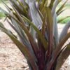 CROWNING GLORY™ PURPLE REIGN PINEAPPLE LILY -Greenscape Shop DETA2 5373