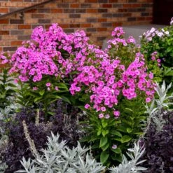 LUMINARY® PRISMATIC PINK GARDEN PHLOX -Greenscape Shop DETA2 5386