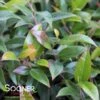 SQUIRT™ COMPACT LEUCOTHOE -Greenscape Shop DETA2 5392