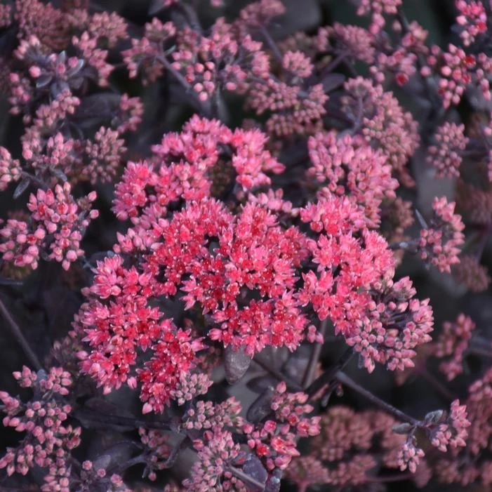ROCK 'N GROW® MIDNIGHT VELVET SEDUM 3 ROCK 'N GROW® MIDNIGHT VELVET SEDUM