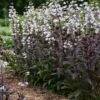 ONYX AND PEARLS BEARDTONGUE -Greenscape Shop DETA2 5403