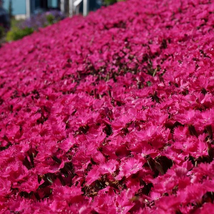 VIVID™ BRIGHT LIGHT DIANTHUS 4 VIVID™ BRIGHT LIGHT DIANTHUS - Image 2