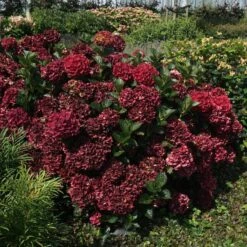 MAGICAL® EVERLASTING CRIMSON HYDRANGEA -Greenscape Shop DETA2 5423