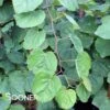 GREEN MACHINE WEEPING REDBUD -Greenscape Shop DETA2 5449