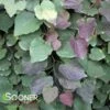 PURPLE RAIN WEEPING REDBUD -Greenscape Shop DETA2 5450