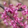 HEART'S DESIRE™ REDBUD 2 HEART'S DESIRE™ REDBUD -Greenscape Shop DETA2 5471