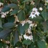NIGHTFALL® WEEPING JAPANESE SNOWBELL -Greenscape Shop DETA2 5476