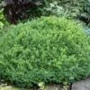 NEWGEN® LIBERTY BELLE™ BOXWOOD -Greenscape Shop DETA2 5563