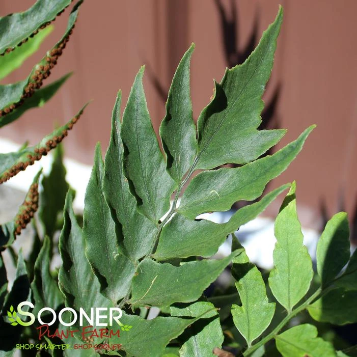 JURASSIC™ STEGOSAURUS JAPANESE HOLLY FERN 3 JURASSIC™ STEGOSAURUS JAPANESE HOLLY FERN