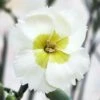 WHETMAN® AMERICAN PIE® KEY LIME PIE DIANTHUS 1 WHETMAN® AMERICAN PIE® KEY LIME PIE DIANTHUS -Greenscape Shop DETA2 5566