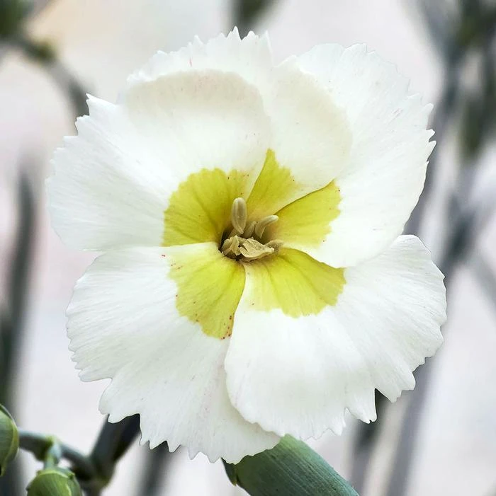WHETMAN® AMERICAN PIE® KEY LIME PIE DIANTHUS 3 WHETMAN® AMERICAN PIE® KEY LIME PIE DIANTHUS