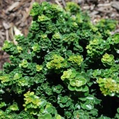 New Products -Greenscape Shop DETA2 5579