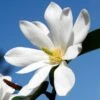 FAIRY MAGNOLIA® WHITE MAGNOLIA 2 FAIRY MAGNOLIA® WHITE MAGNOLIA -Greenscape Shop DETA2 5583