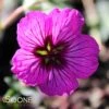 CAROL CRANESBILL GERANIUM -Greenscape Shop DETA2 560