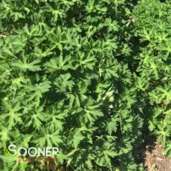 ROZANNE CRANESBILL GERANIUM -Greenscape Shop DETA2 561