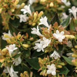 APPLE PERFECTION™ ABELIA