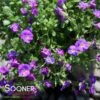 ROCK ON BLUE ROCK CRESS 1 ROCK ON BLUE ROCK CRESS -Greenscape Shop DETA2 5675