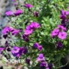 ROCK ON PURPLE ROCK CRESS 1 ROCK ON PURPLE ROCK CRESS -Greenscape Shop DETA2 5677