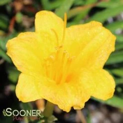 STELLA DE ORO DAYLILY -Greenscape Shop DETA2 569