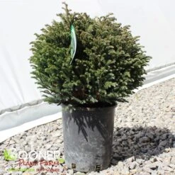 BLUE MOON SAWARA FALSE CYPRESS 7 BLUE MOON SAWARA FALSE CYPRESS -Greenscape Shop DETA2 5699