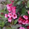 SONIC BLOOM® WINE™ WEIGELA -Greenscape Shop DETA2 5752