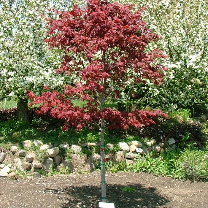 SAMURAI SWORD™ UPRIGHT JAPANESE MAPLE 5 SAMURAI SWORD™ UPRIGHT JAPANESE MAPLE - Image 3