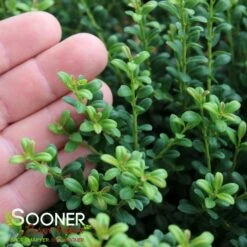 LUCKY MARBLE™ DWARF JAPANESE HOLLY -Greenscape Shop DETA2 5839