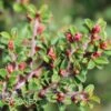 TOM THUMB COTONEASTER -Greenscape Shop DETA2 613