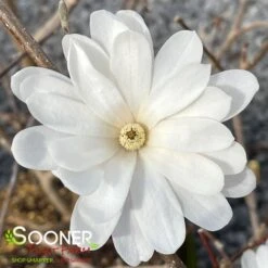 ROYAL STAR MAGNOLIA -Greenscape Shop DETA2 687