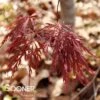EVER RED WEEPING JAPANESE MAPLE -Greenscape Shop DETA2 711